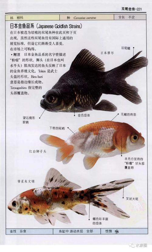 全世界300种鱼彩se+tu鉴PDF