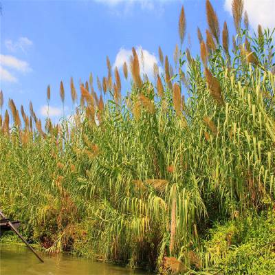 湿地植物365种水生彩se+tu鉴PDF