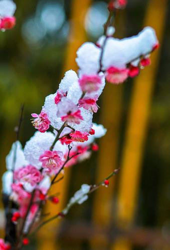 雪中全集