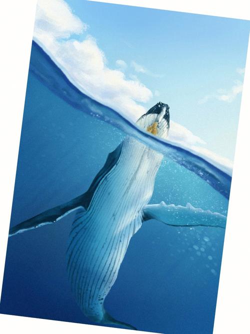 海洋生物彩se+tu鉴:鲸、海豚、贝壳